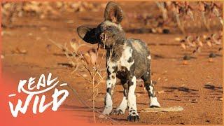 Rare Footage Of Wild African Dog Pups First Steps | Chasing Tales Part 1/4 | Real Wild