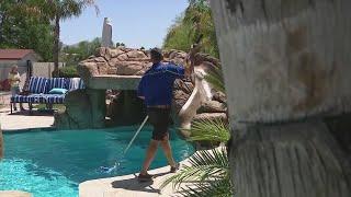 Despite incentives, pool company finds it hard to hire workers | FOX 10 News