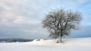 Beautiful Sleep Music with Snow Falling Peacefully For Stress Relief | Meditation Relaxing Music