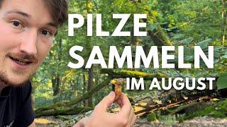 Pilze sammeln im August 2024 - Täublinge, Rotfußröhrlinge, Waldfreund-Rüblinge und mehr...