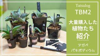 【TOKYO BOTANICAL MEETING #2】大量購入した植物たち大公開