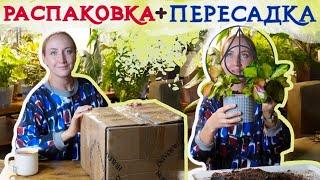 Распаковка + пересадка | Опоры и кашпо для растений 