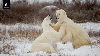 Exploring #svalbard  & #polarbears  : A Wildlife Journey with Toehold & Jayanth Sharma