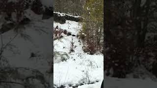 Jabalíes corriendo en el temporal de nieve (Valdeón-León)