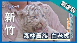 台灣第一等【動物萌主狐猴/近距離餵食猛獸/森林貴族白老虎】新竹 _精選版