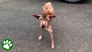 Walking pink skeleton turns into the most beautiful brown dog