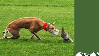 How Coursing Helps Hares