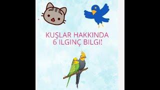 KUŞLAR HAKKINDA 6 İLGİNÇ BİLGİ! 