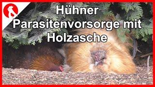 095 Parasitenvorsorge Hühner mit Holzasche  - Jensman and the Huhns