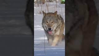 wolf the Predator: Majestic Power and Grace