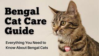 Everything You Need to Know About Bengal Cats | Bengal Cat Care Guide