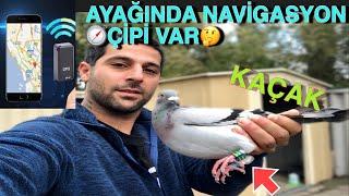 AVUSTRALYADA iLK KAÇAGIMI YAKALADIM  AYAĞINDA TAKİP CİHAZI VAR