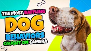 Hilarious  Dog Moments video Compilation-Sanford Kahn