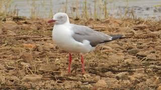 Grey Headed Gull