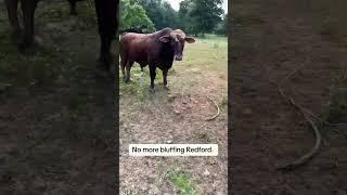  Rufusthebull