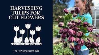 Harvesting Tulips With The Flowering Farmhouse