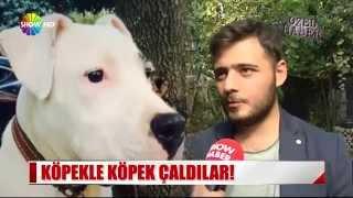 Köpekle köpek çaldılar!