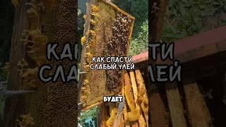 Как спасти слабый улей #пасека #мед #пасекамуковнина #пчеловодство