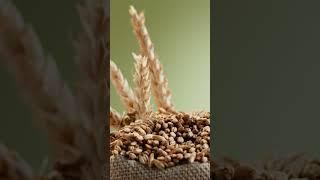 ️ "Пивоварни у рек": Как северные крестьяне создавали уникальный вкус пива