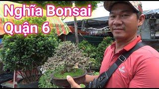 Bất ngờ nghe báo giá cây Bonsai Mai Chiếu Thủy Mini vườn Nghĩa Bonsai Quận 6 . TP.HCM