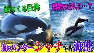 海獣たちの群れに襲いかかるシャチ！南米の海岸で繰り広げられる激しい攻防の行方は…「オタリア赤ちゃんが立ち向かう生存率５割の世界」＜完全版＞【どうぶつ奇想天外／WAKUWAKU】