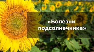 Болезни подсолнечника