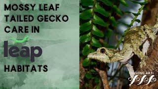 Mossy Leaf Tailed Gecko Care in Leap Habitats