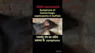 Symptoms of hemorrhagic septicaemia l dr umar khan