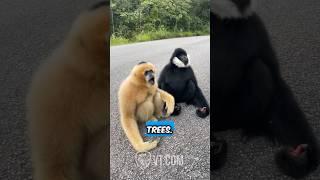 Black Monkey Reunites With His Old Friend PT.8 