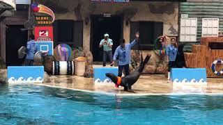 Sea Lion Show - Safari World, Bangkok