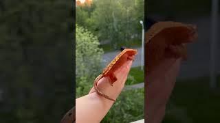 #геккон #gecko #reptiles #pets #бананоед