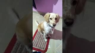 Pet me hooman!! #Golden retriever cute animal videos