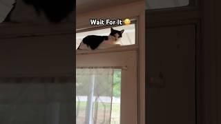 Didn’t Expect That! #crazy #cat #lover #cats #catlover #catvideos #shorts #fyp #meow #aw #home #love