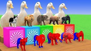 Long Slide Game With Elephant Gorilla Buffalo Hippopotamus Tiger 3d Animal Game Funny 3d Animals