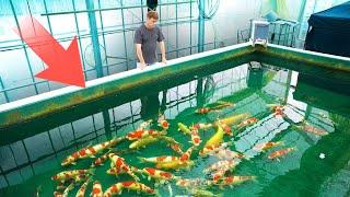 Building A Koi House In Japan