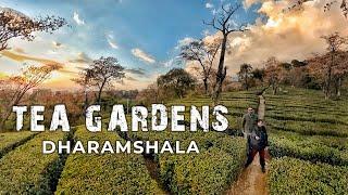 Dharamshala Tea Gardens - the home of Kangra Valley and Chai || Himachal Series E09