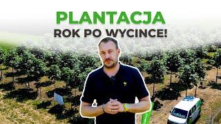 Jak wygląda plantacja rok po wycięciu?  | Relacja z dni otwartych! 