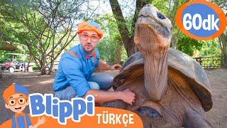 Blippi Bir Hayvanat Bahçesini Ziyaret Ediyor | Blippi Türkçe - Çocuklar için Eğitici Videolar