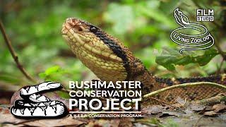 The longest viper in the world, Bushmaster (Lachesis stenophrys) conservation project in Costa Rica