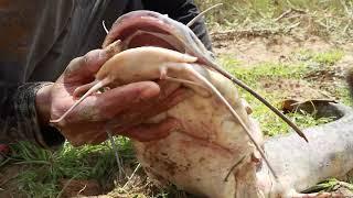 How to Find Giant  Catfish in Secret Hole Dry