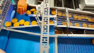 Loading of camembert cheese into a thermoforming machine