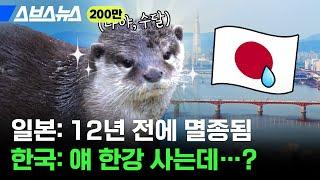 대한민국 수도 서울이 야생동물의 낙원 된 근황 / 스브스뉴스