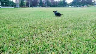 Bogey losing his mind to be outside.