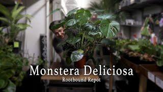 How to Repot your Monstera Deliciosa!