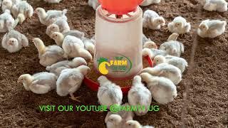 Better feeds for Broilers