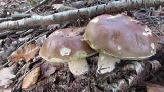 Pilze suchen im Schönbuch, 20. November 2020 - Mushroom hunting,  Schönbuch-Forest, Novemb. 20, 2020