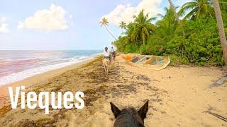 Vieques, Puerto Rico Horseback Ride - Beach Walk No Music - Esperanza Riding Company