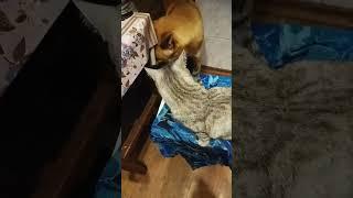 Псина сутулая##собака #животные #забавныеживотные #смешныеживотные