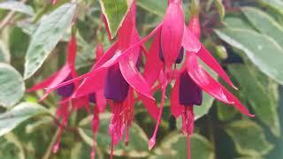 Fuchsia  Varieties