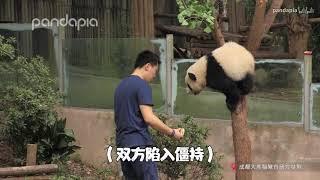 【panda】熊猫  -- 对不起，对不起，乖乖！饲养员也慌了，连忙道歉